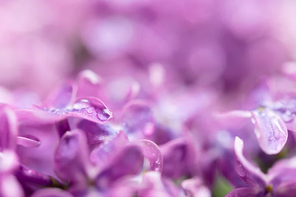 Macro Imagen Primavera Suave Violeta Flores Lila Fondo Floral Estacional —  Fotos de Stock