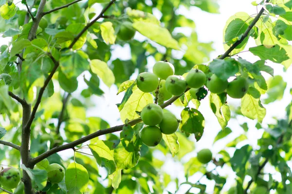 Manzanas Verdes Frescas Manzanos Huerto Manzanas — Foto de Stock