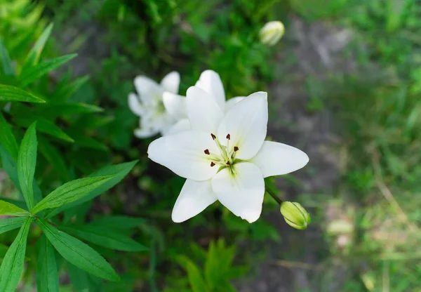 Belle Fleur Lys Sur Fond Feuilles Vertes Lily Fleurit Dans — Photo