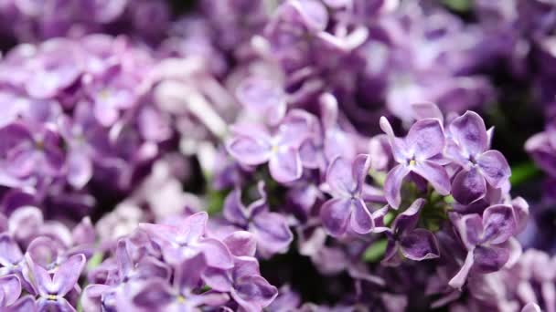 Macro Imagen Primavera Suave Violeta Flores Lila Fondo Floral Estacional — Vídeo de stock