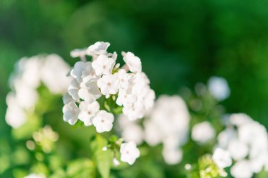 Bahçe fenomeni (Phlox paniculata), parlak yaz çiçekleri. Güneşli bir günde bahçede çiçek açan fenomen dalları. Yumuşak bulanık seçici odak.
