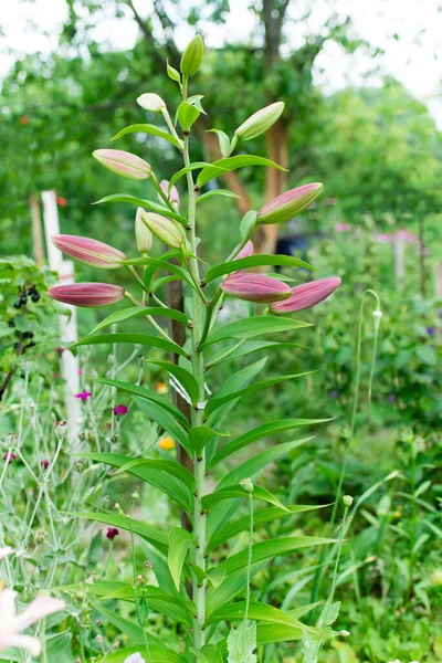 Vacker Lilja Blomma Bakgrund Gröna Blad Lily Blommar Trädgården Våren — Stockfoto