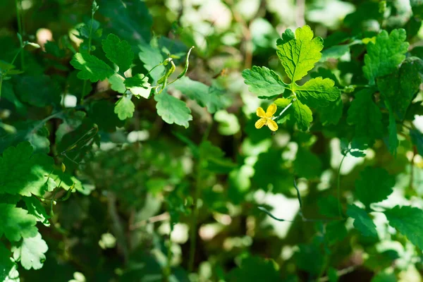 Květu Žlutá Jarní Rostliny Lese — Stock fotografie