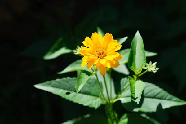 Echinacea Żółty Żółte Kwiaty Ogrodzie — Zdjęcie stockowe