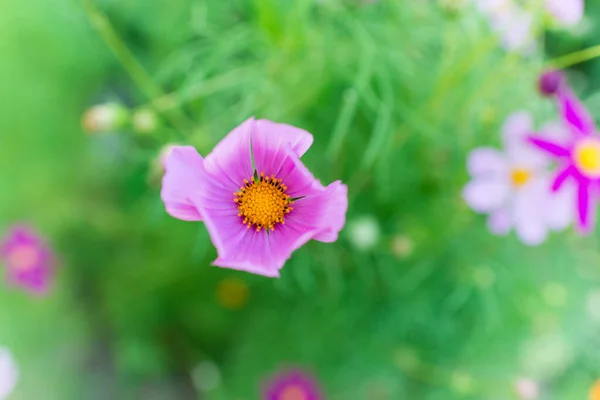 Flores Del Cosmos Jardín Son Hermosas Primer Plano Una Postal — Foto de Stock