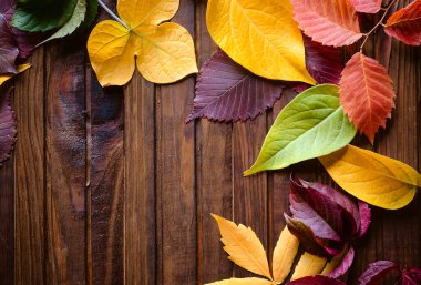 Sonbahar arkaplanı, kırmızı, sarı, yeşil yapraklar ahşap kahverengi arka planda