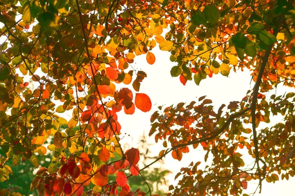 Осенние Листья Дереве Сезон Цветущей Листвы — стоковое фото
