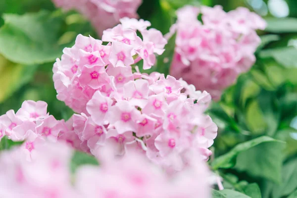 Bahçe fenomeni (Phlox paniculata), parlak yaz çiçekleri. Güneşli bir günde bahçede çiçek açan fenomen dalları. Yumuşak bulanık seçici odak.