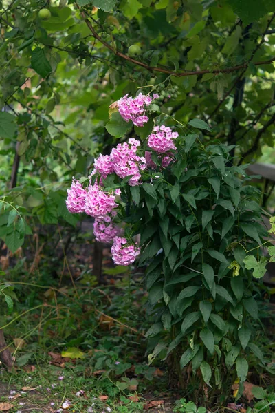 Bahçe fenomeni (Phlox paniculata), parlak yaz çiçekleri. Güneşli bir günde bahçede çiçek açan fenomen dalları. Yumuşak bulanık seçici odak.