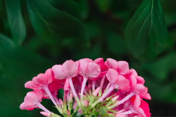 Gartenphlox Phlox Paniculata Leuchtende Sommerblumen Blühende Phloxzweige Garten Einem Sonnigen — Stockfoto