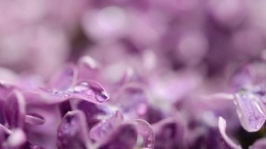 Bahar ayının makro görüntüsü yumuşak mor leylak çiçekleri, doğal mevsimlik çiçek arkaplanı.