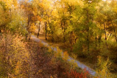 Renkli ağaçlar ve yapraklarla dolu güzel sonbahar manzarası