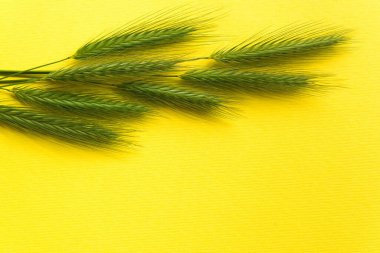 Sarı arka planda güzel buğday kulakları. Tasarımınız, deseniniz ve dokularınız için de telif alanı var..