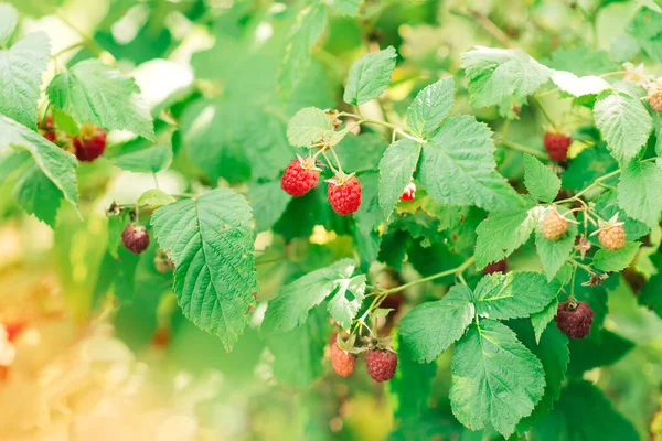 Ripe Raspberries Natural Environment Raspberry Bush Summer — стоковое фото