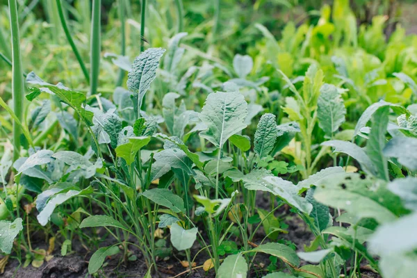Kale Latin Brassica Oleracea Var Sabellica Garden — Stock Photo, Image