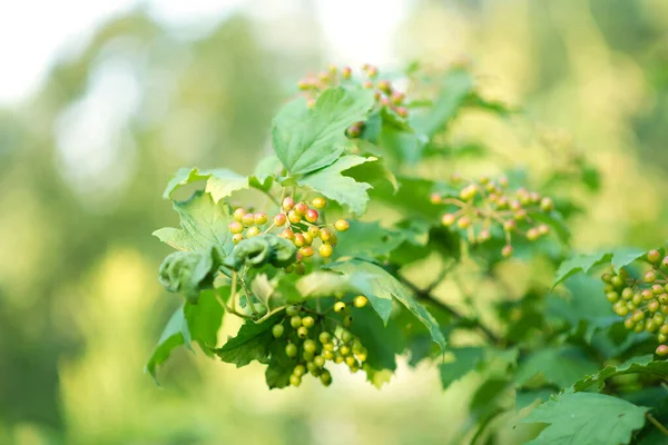 维伯纳姆 花园里有一堆浆果 — 图库照片