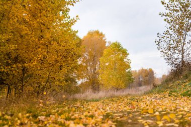 Altın sonbahar ağaçları. Sonbahar kırsal park ağacı çayırı manzarası