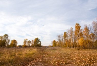 Altın sonbahar ağaçları. Sonbahar kırsal park ağacı çayırı manzarası