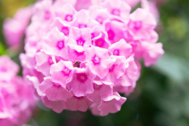 Plox (Phlox paniculata), canlı yaz çiçekleri. Güneşli bir günde bahçede çiçek açan fenomen dalları. Yumuşak bulanık seçici odak.