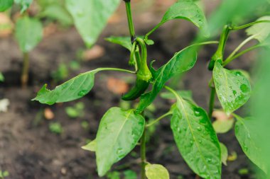 Olgunlaşırken bitkinin üzerine bir demet yeşil biber. Açık havada..