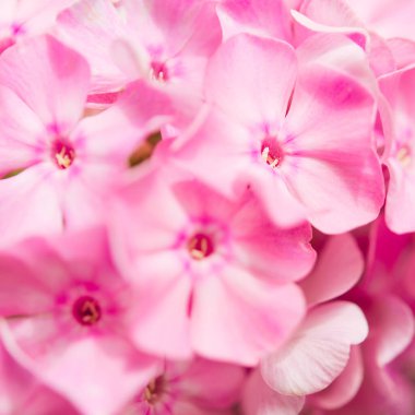 Plox (Phlox paniculata), canlı yaz çiçekleri. Güneşli bir günde bahçede çiçek açan fenomen dalları. Yumuşak bulanık seçici odak.