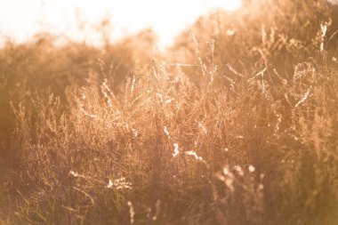 Burdock çiçekleri ve dikenleri. Çiçek arka planı.
