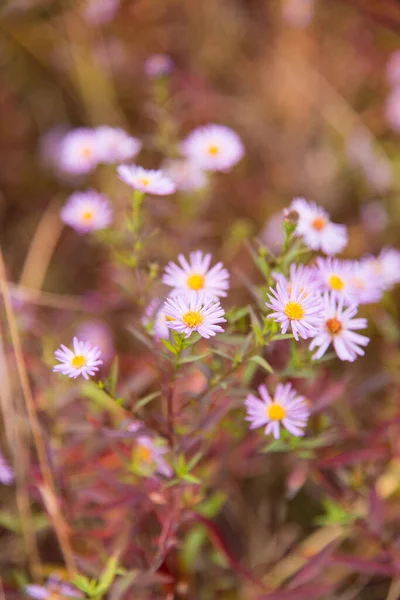 紫色的菊花 美丽的植物背景 — 图库照片