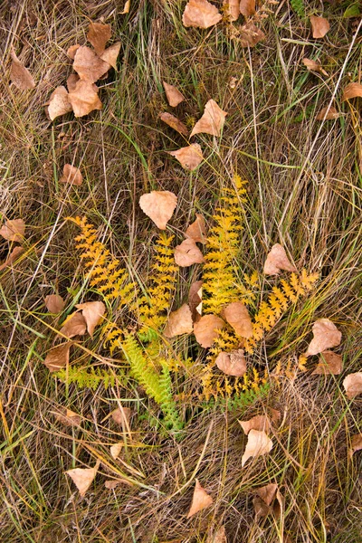 Folhas Outono Árvore Temporada Folhagem Colorida — Fotografia de Stock
