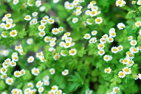 夏天的花园草甸里的洋甘菊 — 图库照片