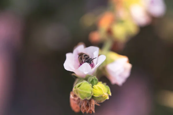bee on a flower.  bee pollinates the plant. Collects nectar.