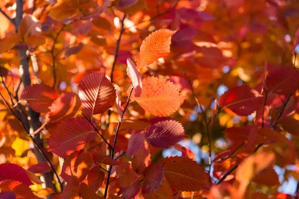 Осенние Листья Дереве Сезон Цветущей Листвы — стоковое фото