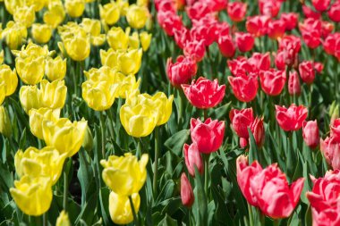 Sarı ve kırmızı laleler bahçede güneş ışığı altında çiçek açarlar..