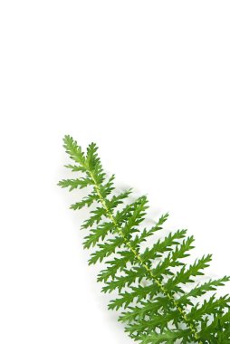 beyaz arkaplanda yeşil yapraklar izole