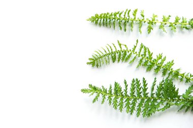 beyaz arkaplanda yeşil yapraklar izole