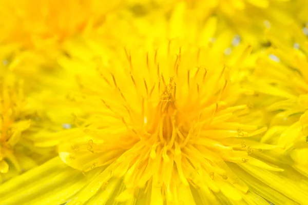 Bright Beautiful Background Yellow Dandelions Flowers — Stock Photo, Image