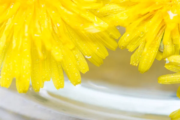 Bright Beautiful Background Yellow Dandelions Flowers — Stok fotoğraf