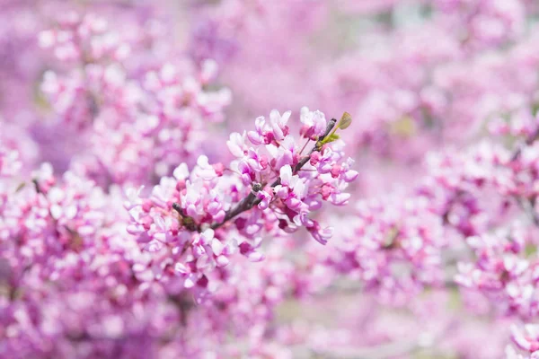 Primavera Árvore Floração Flor Rosa Flores Sem Folhas Fundo Foco — Fotografia de Stock