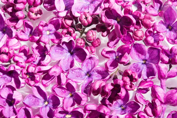 Macro Imagen Primavera Suave Violeta Flores Lila Fondo Floral Estacional —  Fotos de Stock