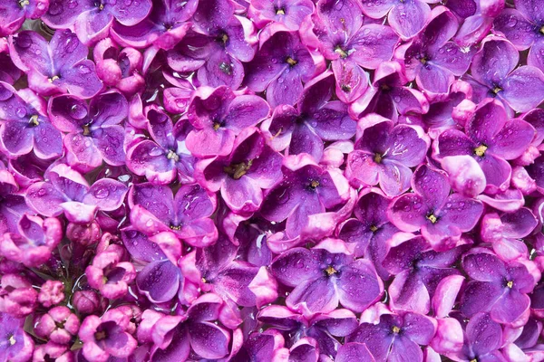 Macro Imagen Primavera Suave Violeta Flores Lila Fondo Floral Estacional —  Fotos de Stock