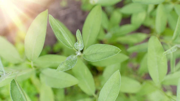 Sage Officinalis Salvia Officinalis Büyüme Aşamaları — Stok fotoğraf