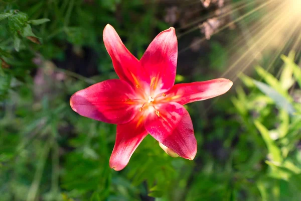 Красива Квітка Лілії Фоні Зеленого Листя Квіти Лілії Саду Текстура — стокове фото