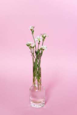 Pembe arka planda vazoda beyaz çiçekler. Minimalizm. Tasarım ögesi.