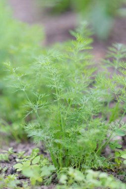 Taze dereotu (Anethum graveolens) sebze yatağında yetişir. Yıllık bitki, Apiaceae ailesi. Taze otlar yetiştiriyoruz. Bahçedeki yeşil bitkiler, sağlıklı gıda konsepti üretmek için ekolojik tarım