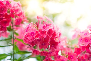 Bahçe fenomeni. Phlox panikledi, parlak yaz çiçekleri. Güneşli bir günde bahçede çiçek açan fenomen dalları. Yumuşak bulanık seçici odak.
