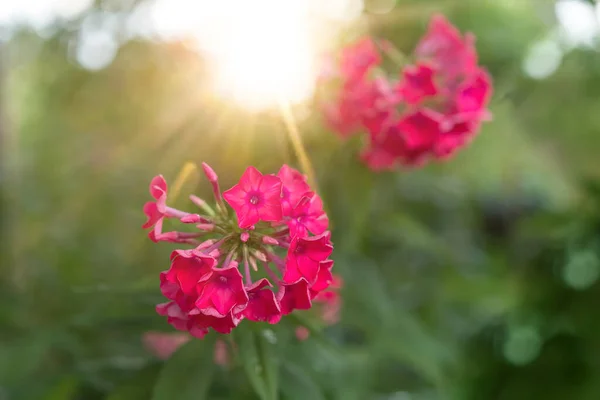 Trädgård Flox Ljusa Sommarblommor Blommande Grenar Flox Trädgården Solig Dag — Stockfoto