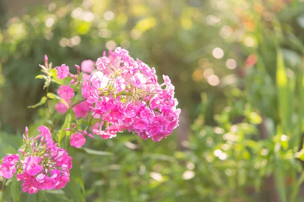 Garden Phlox Bright Summer Flowers Blooming Branches Phlox Garden Sunny — Stock Photo, Image