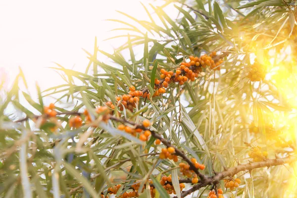 Branch Useful Sea Buckthorn Berries Bush Green Leaves — Stock Fotó