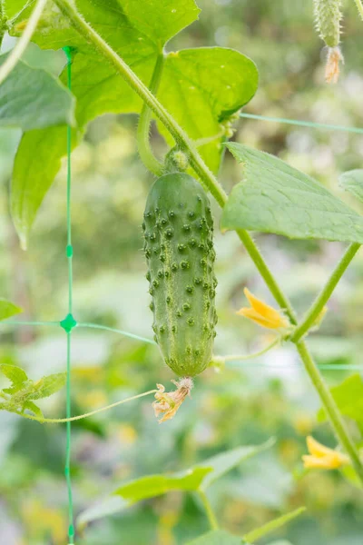 Green fresh cucumbers hang on a plant in the field. Growing vegetables in the garden