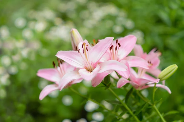 Krásná Lilie Květ Pozadí Zelených Listů Lily Květiny Zahradě — Stock fotografie