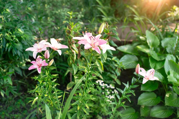 Beautiful Lily Flower Background Green Leaves Lily Flowers Garden — Stock Photo, Image